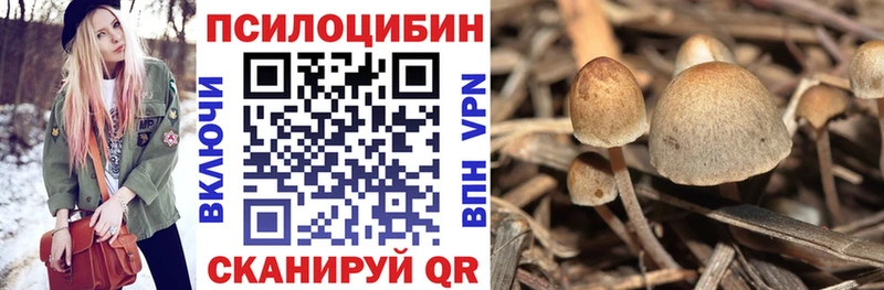 как найти наркотики  Велиж  Псилоцибиновые грибы Psilocybine cubensis 